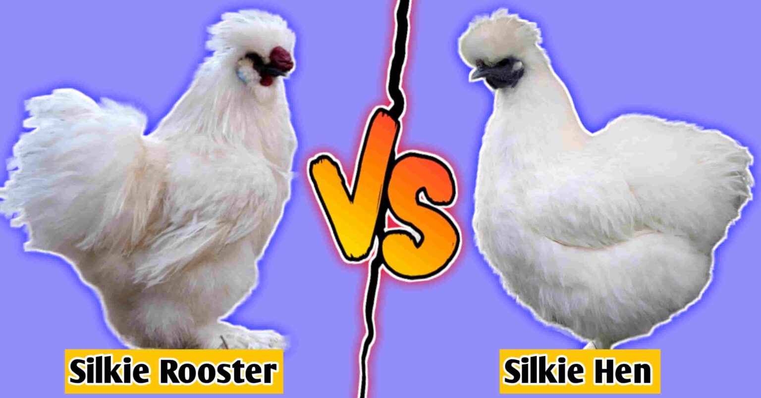 Silkie Rooster Vs Hen Amazing Differences And Roles