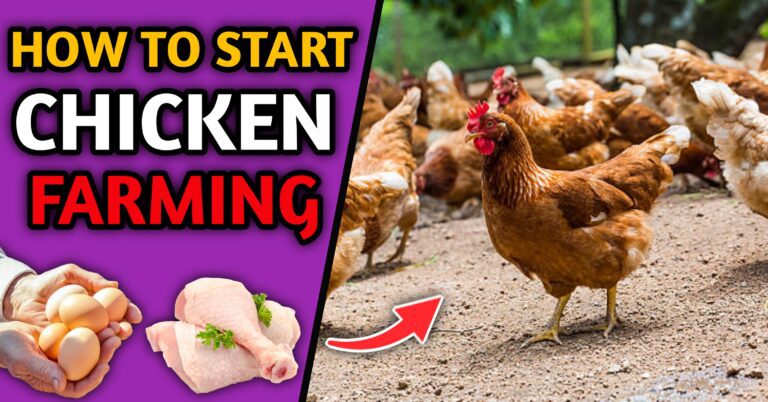 How To Start Chicken Farming