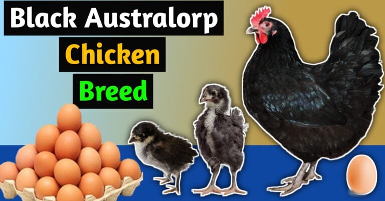 Black Australorp chicken breed