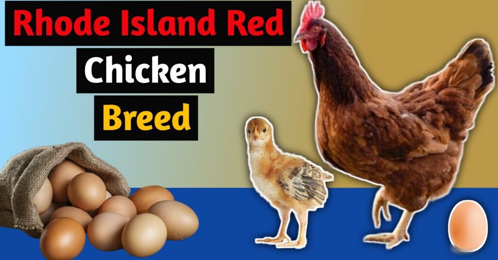 RIR Chicken Breed