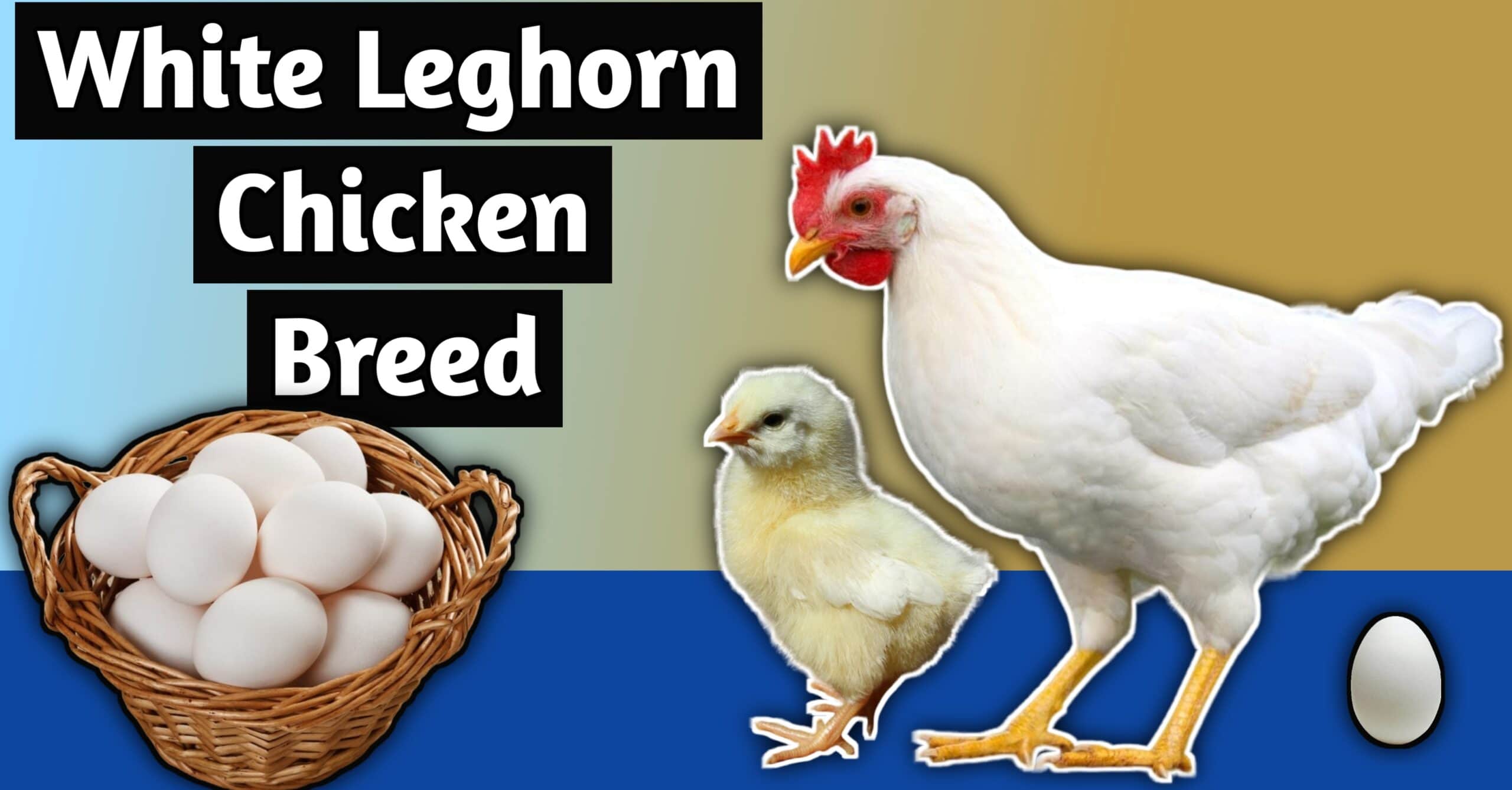 White leghorn chicken breed