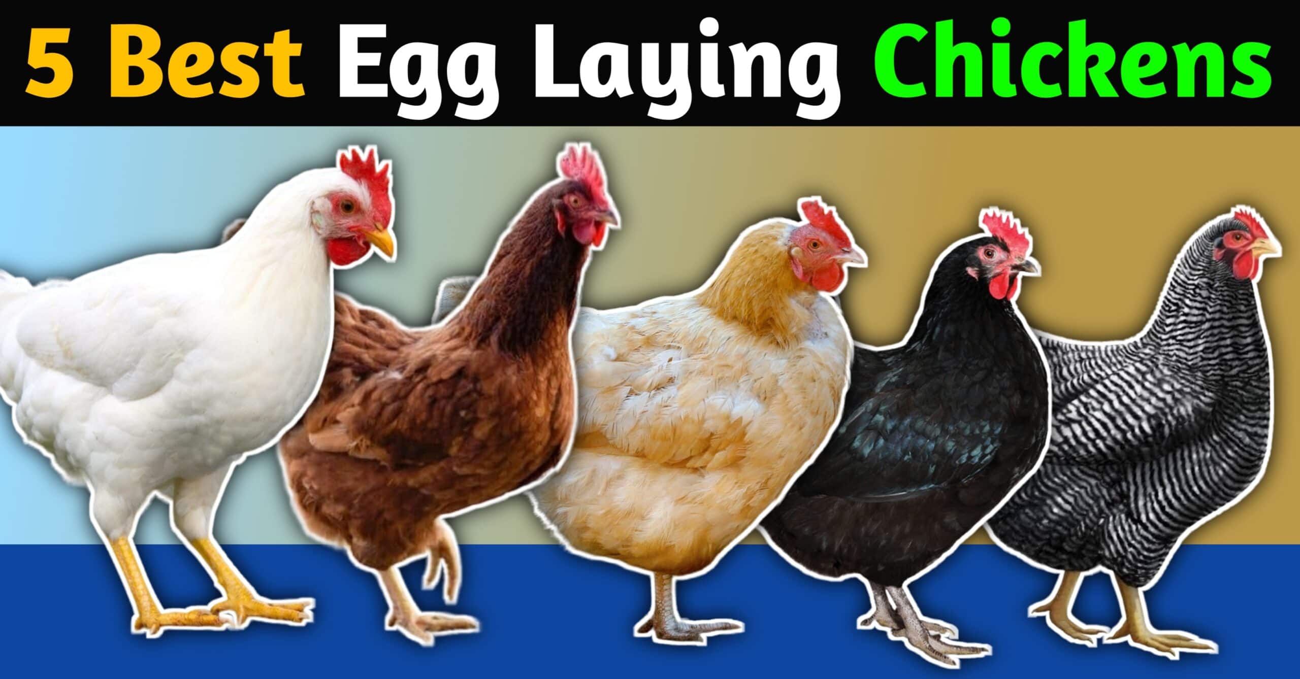 5 Best Egg Laying Chickens Breed