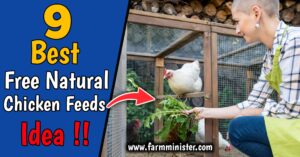 Free Natural Chicken Feed