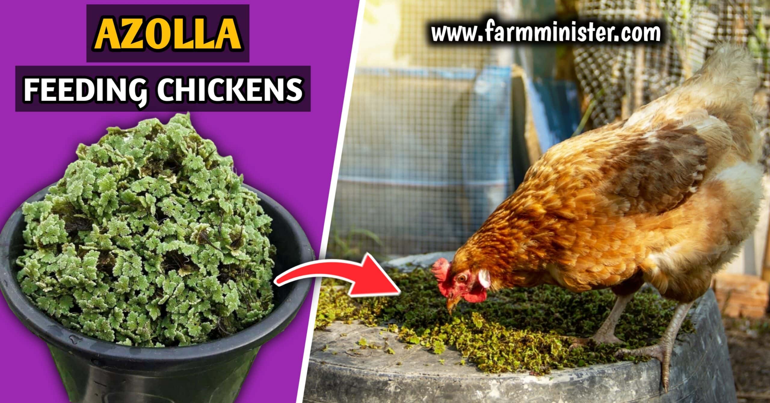 feeding azolla to chickens