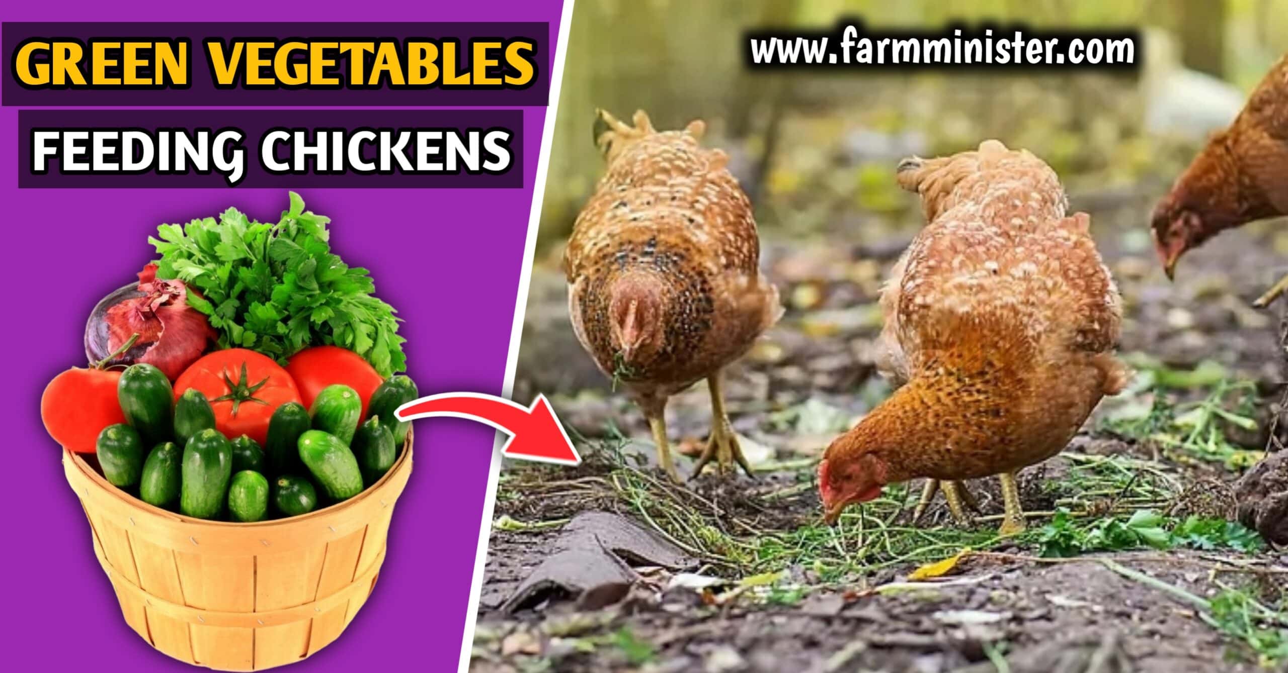 feeding green vegetables to chickens