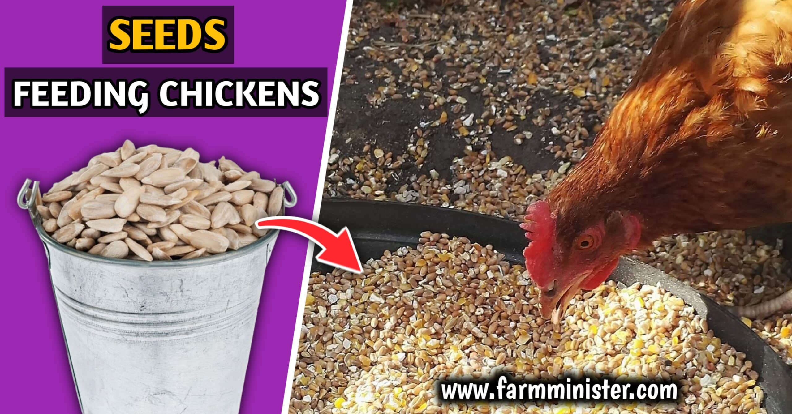 feeding seeds to chickens