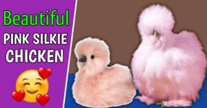 Pink Silkie Chicken breed