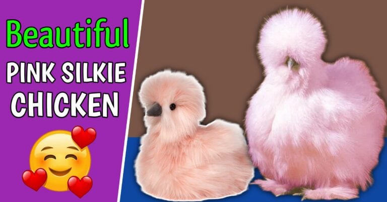 Pink Silkie Chicken breed