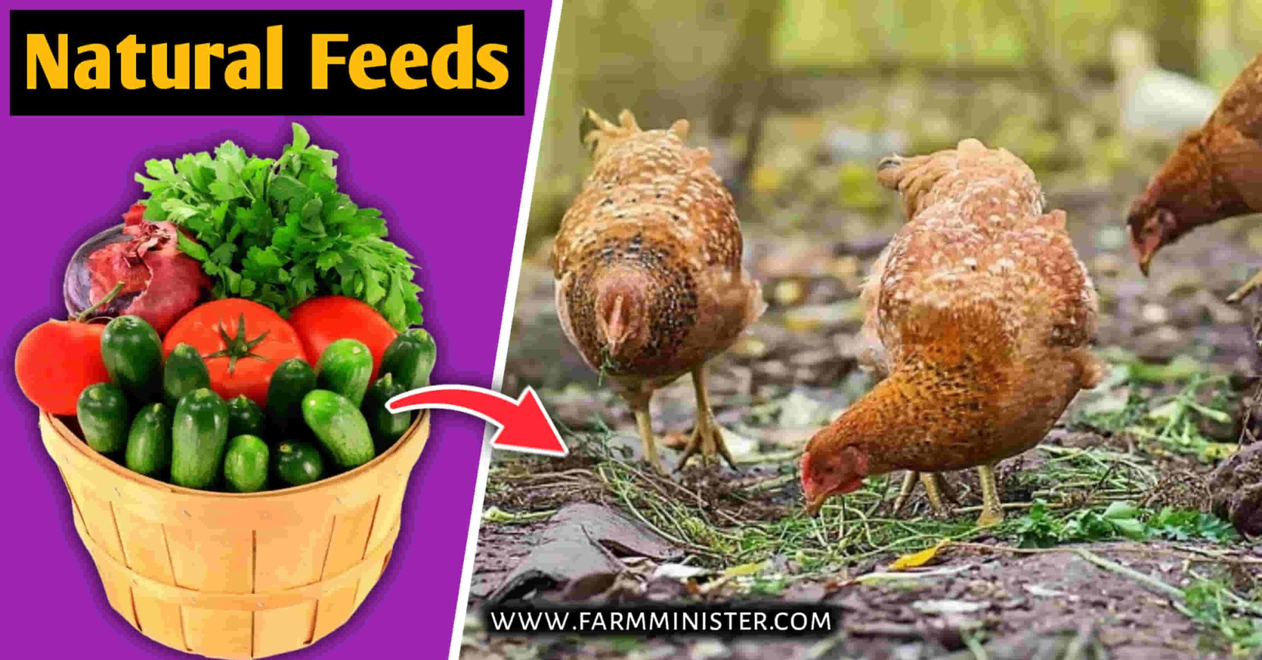 Natural Chicken feeds
