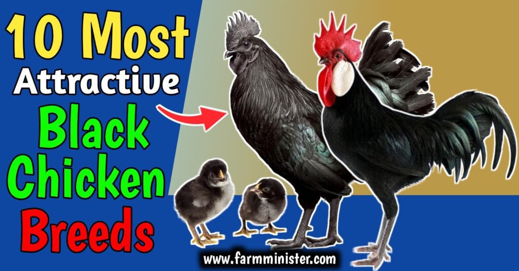 10 Attractive Black Chicken Breeds: You Can Raise Easily