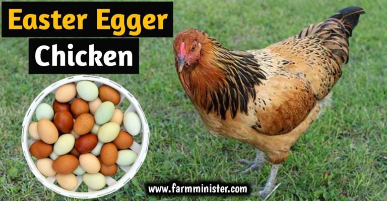 easter egger chicken