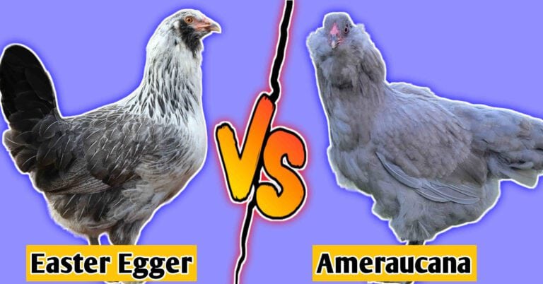 Easter egger vs ameraucana