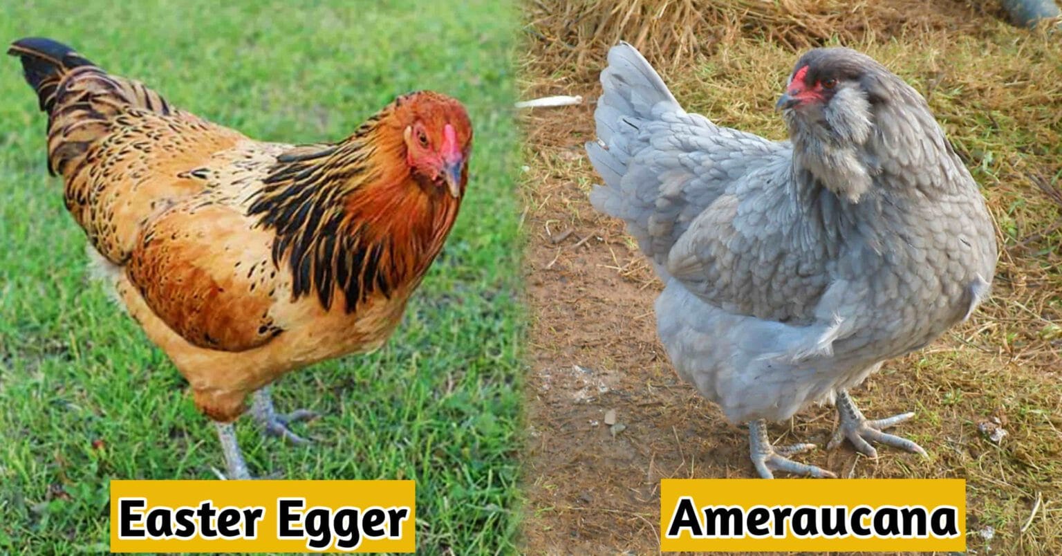 Easter Egger Vs Ameraucana 5 Main Differences And Roles