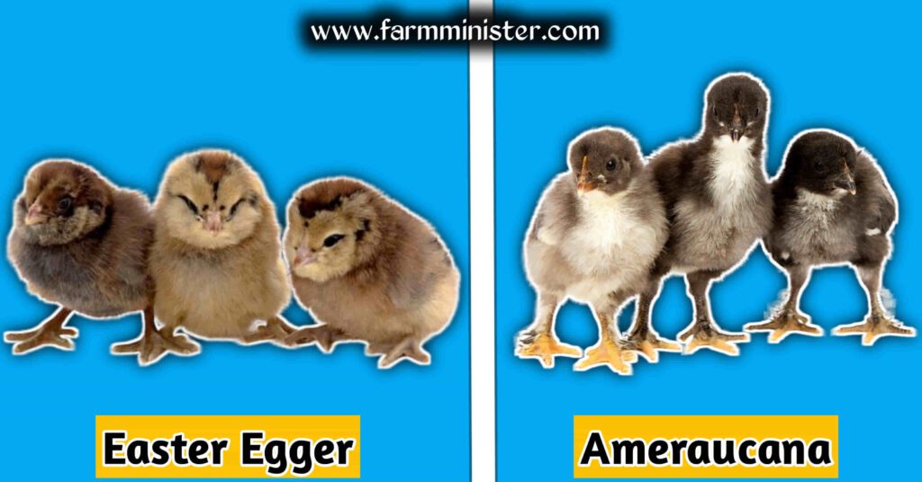 Easter egger vs ameraucana chicken chicks