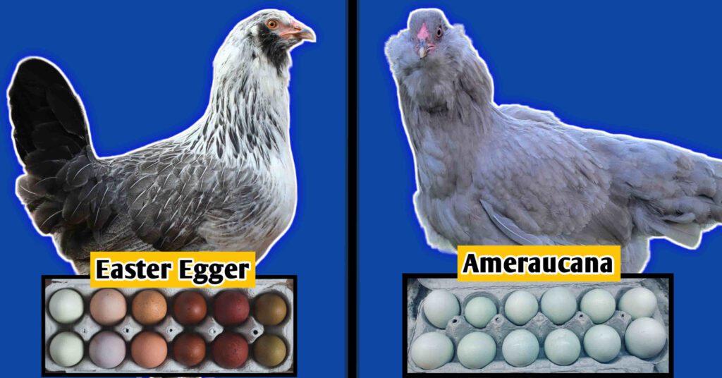 Easter egger vs ameraucana chicken eggs