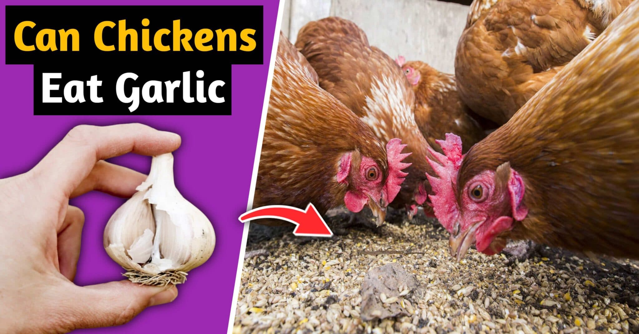 Can Chickens Eat Garlic: These 8 Things You Should Know!