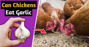 can chickens eat garlic