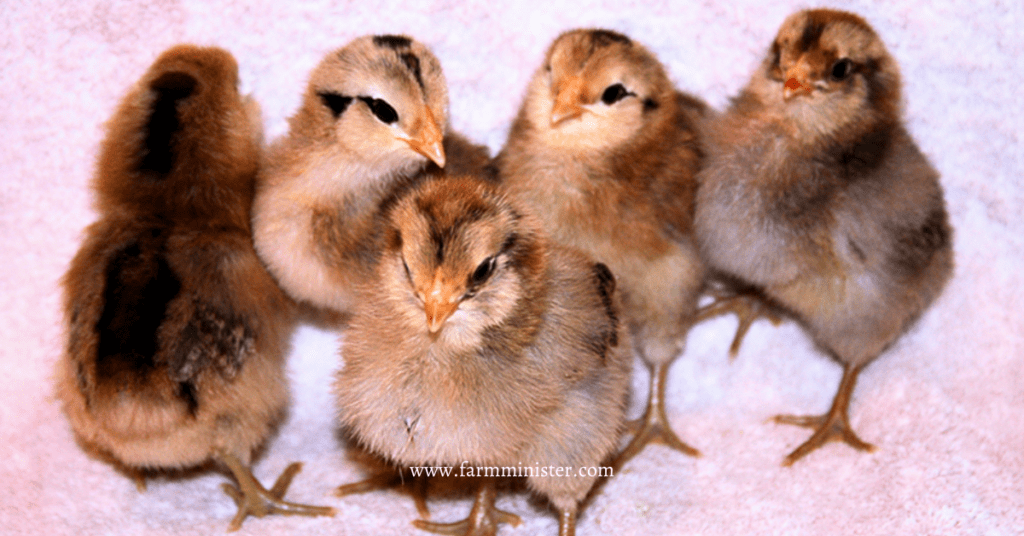 easter egger chicken chicks