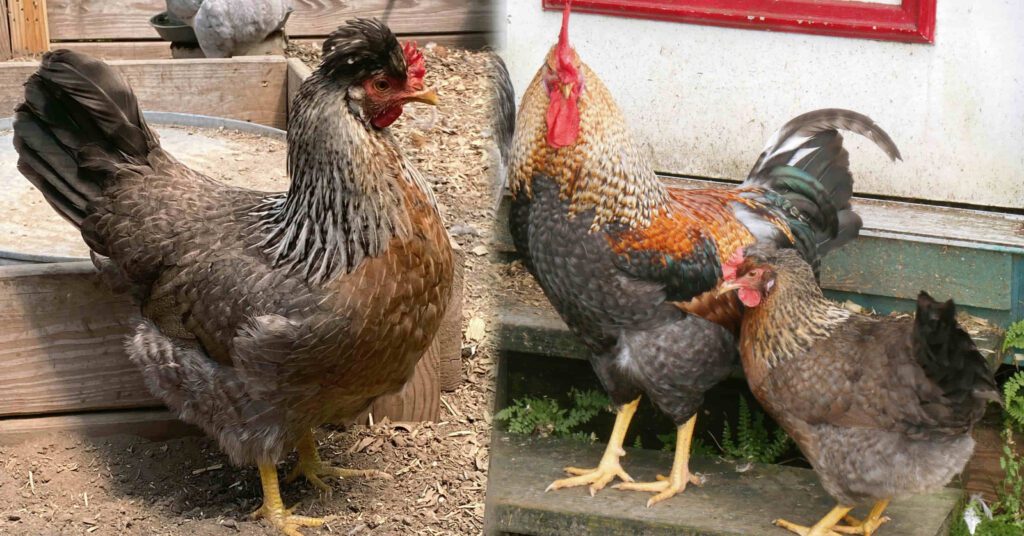 olive egger chicken breed