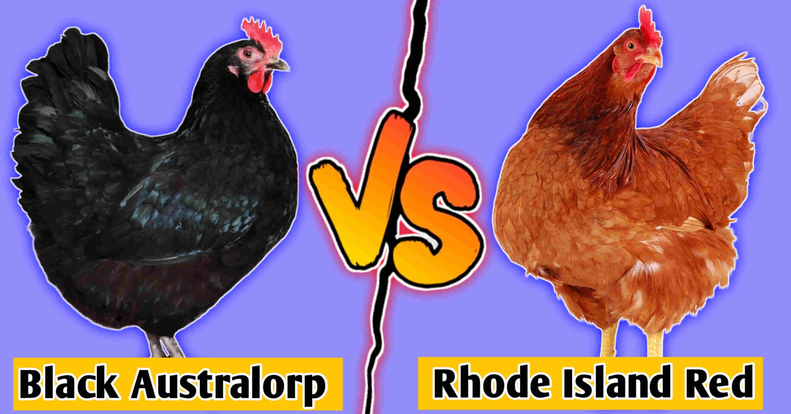 Australorp vs Rhode island red