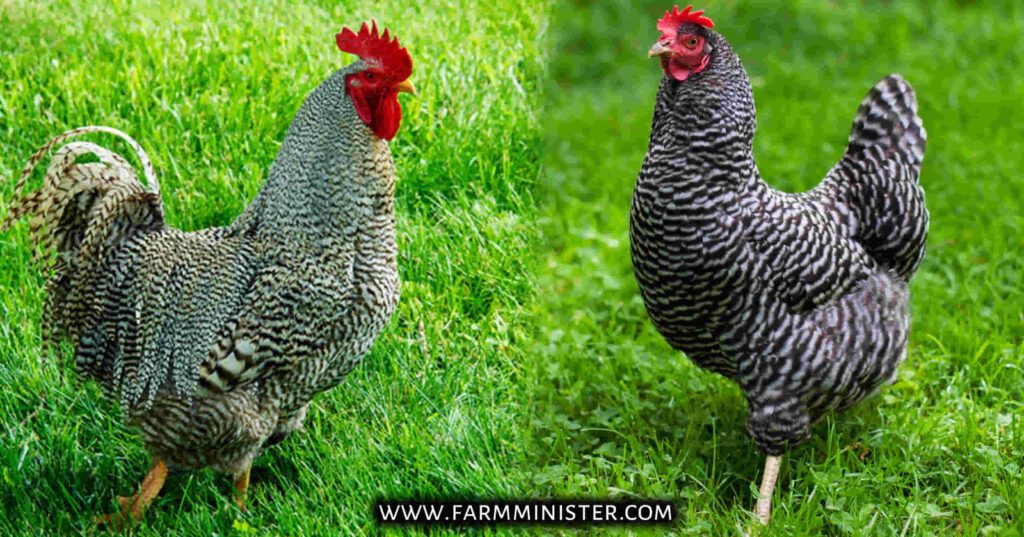 Barred Rock hen vs rooster