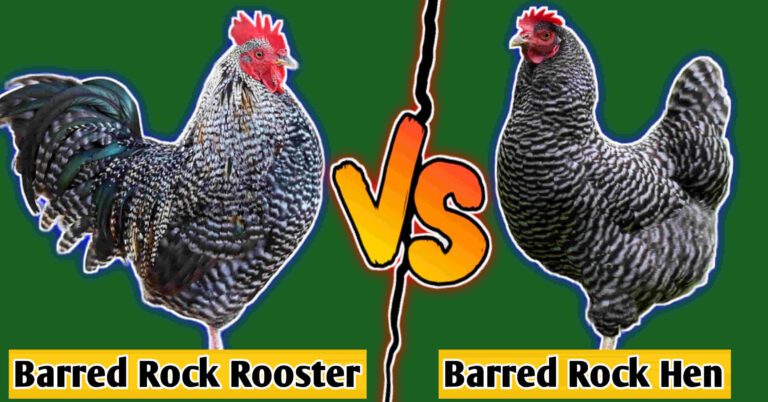 Barred Rock rooster vs hen
