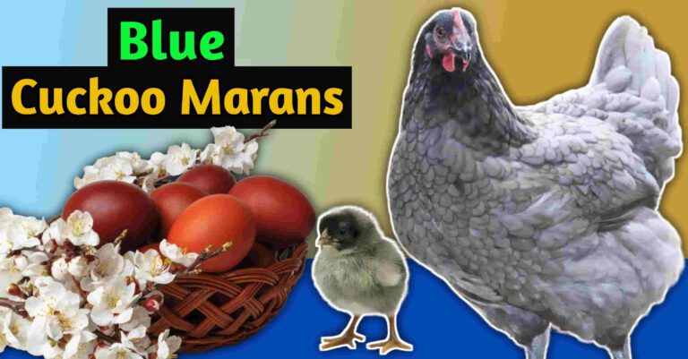 Blue cuckoo maran