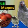 Blue cuckoo maran
