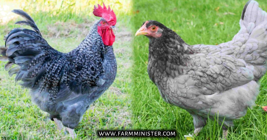 Blue cuckoo maran rooster and hen