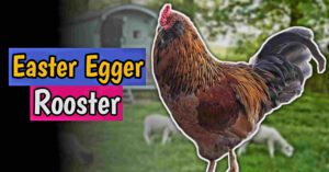 Easter egger rooster