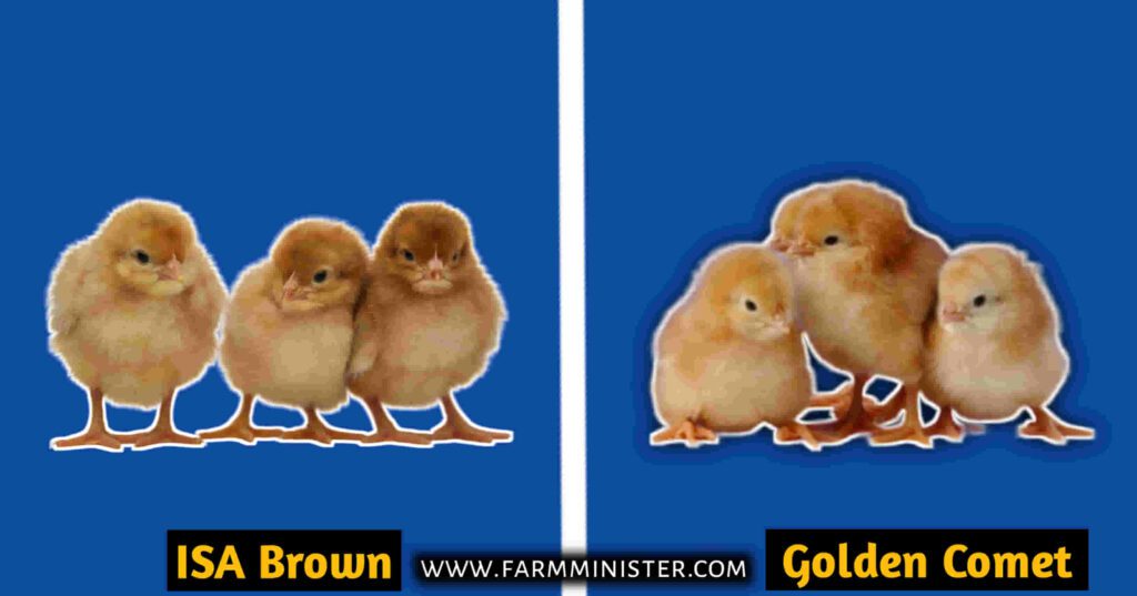 ISA Brown vs Golden Comet chicks