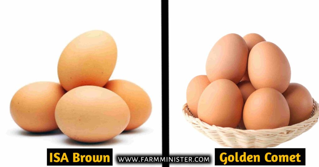 ISA Brown vs Golden Comet eggs