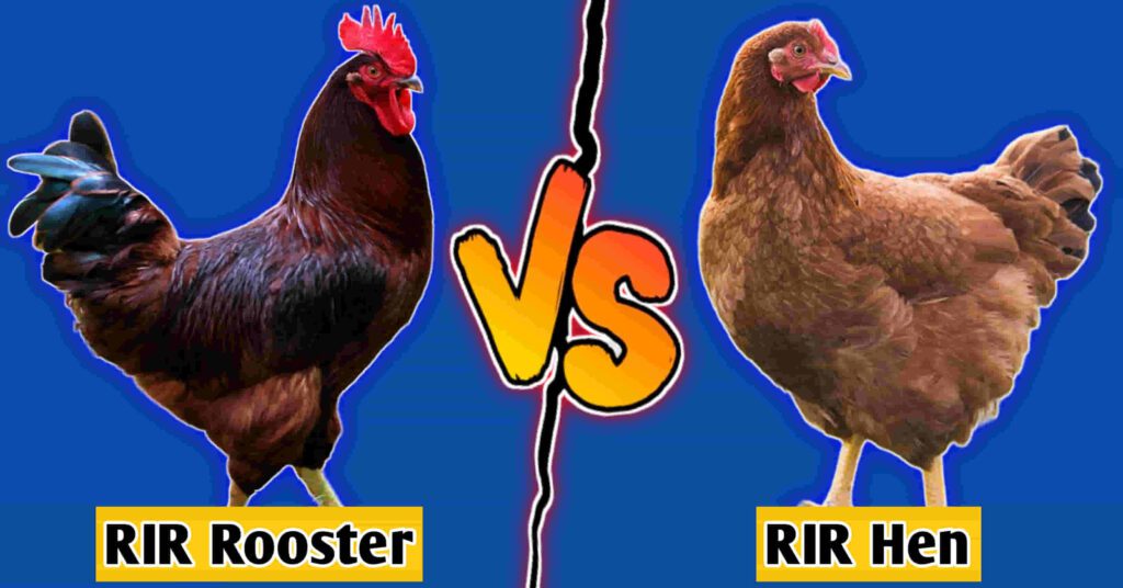 RIR Rooster vs Hen