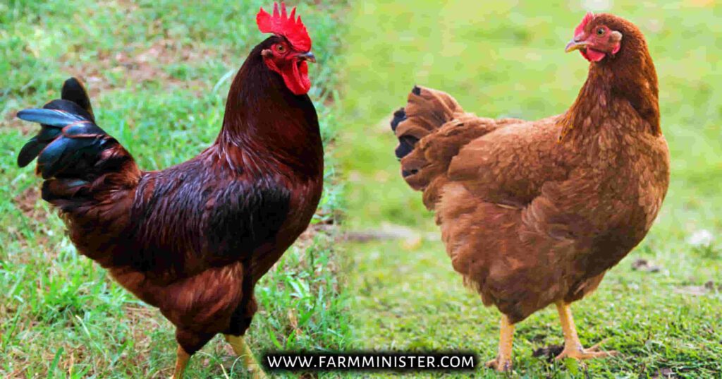 Rhode Island Red Rooster vs Hen