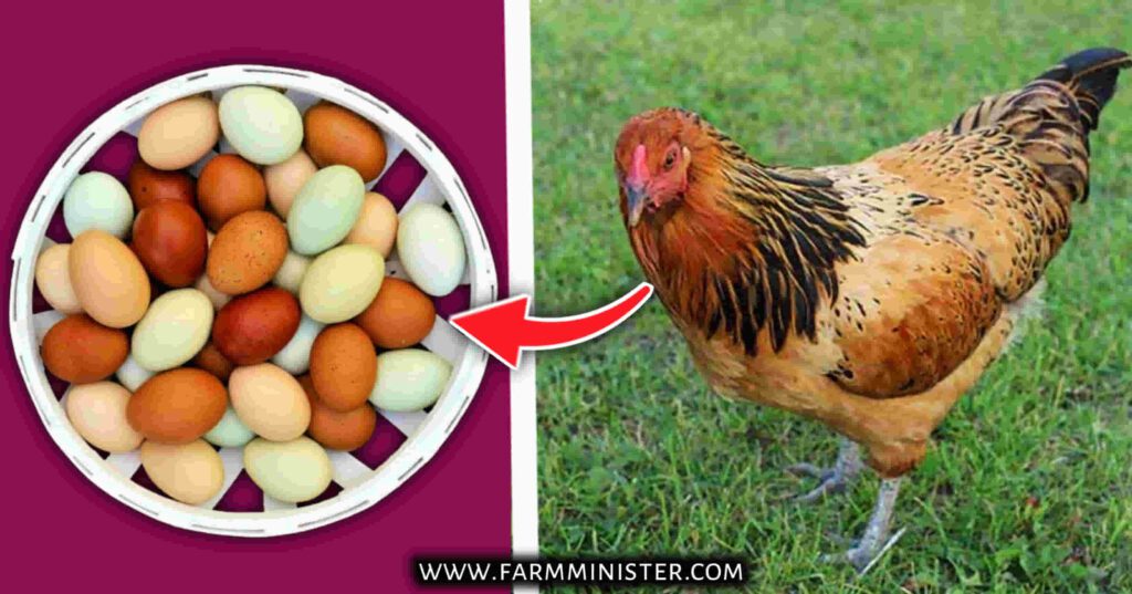 easter egger eggs