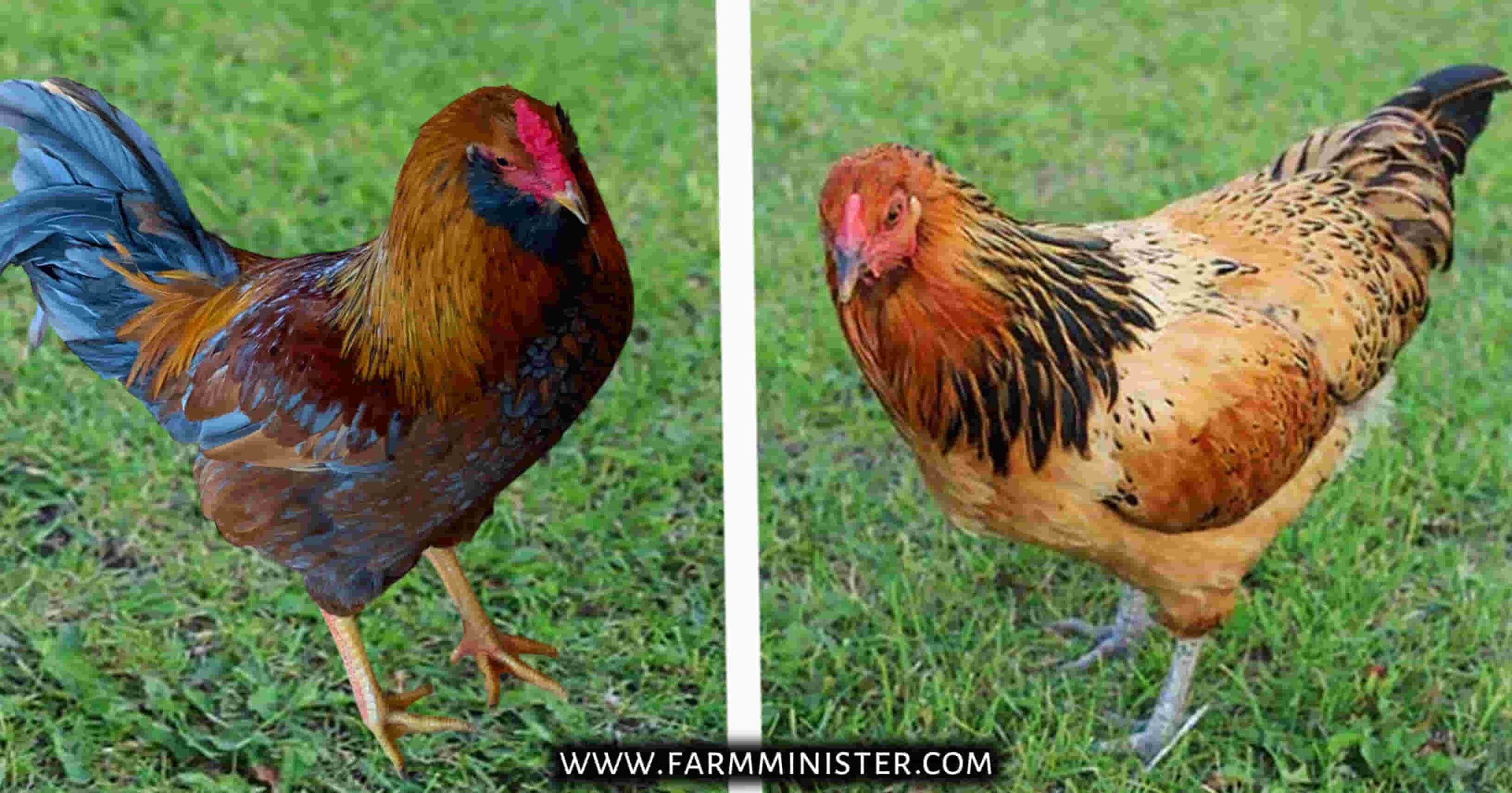easter egger rooster and hen