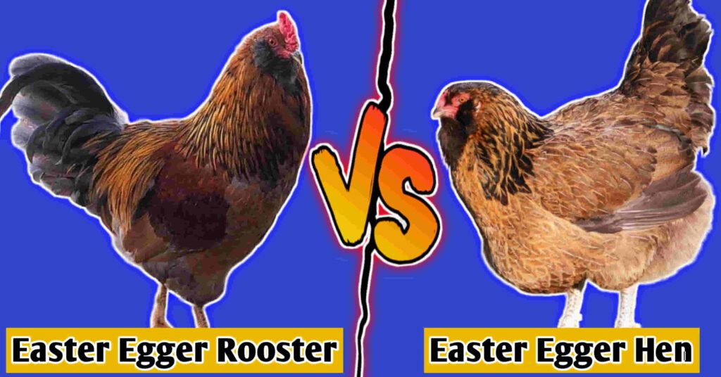 Easter Egger Rooster Vs Hen: 6 Main Differences And Roles!