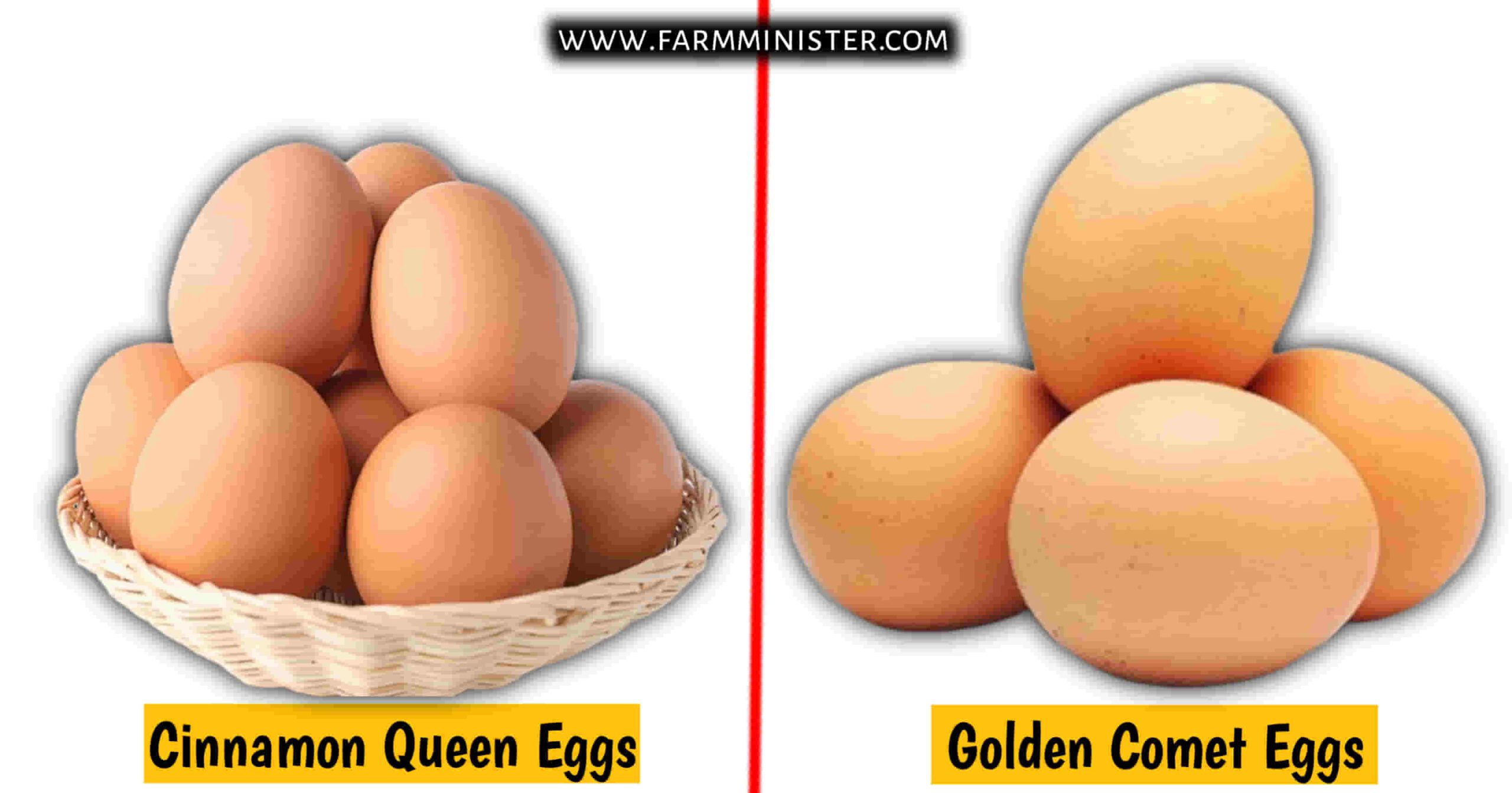 Cinnamon Queen vs Golden Comet eggs