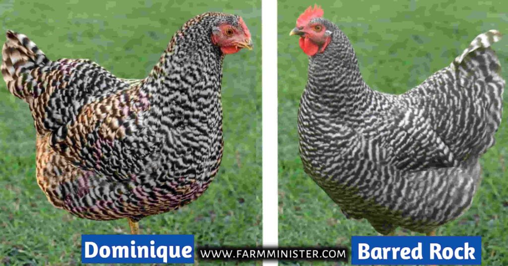 Dominique vs Barred Rock chicken