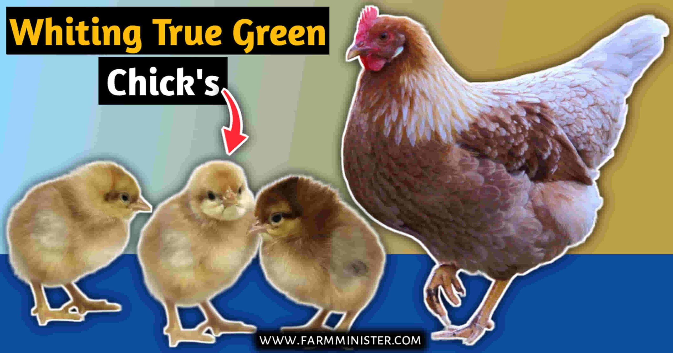 Whiting True Green chicks