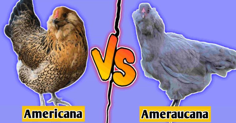 americana vs ameraucana