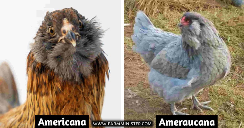 americana vs ameraucana chicken