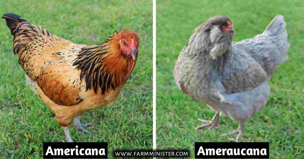 americana and ameraucana