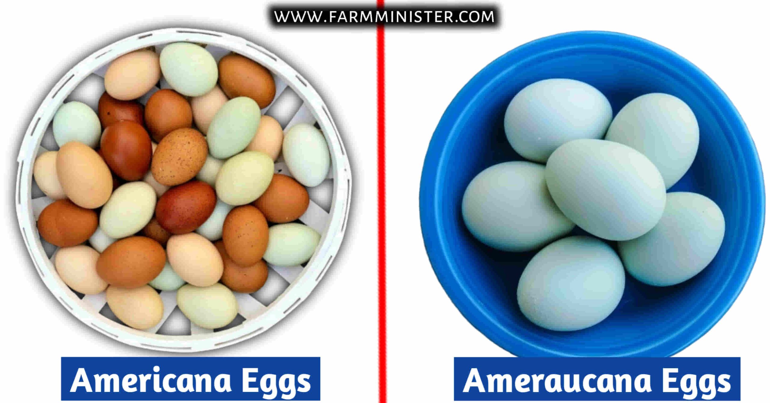 americana vs ameraucana eggs