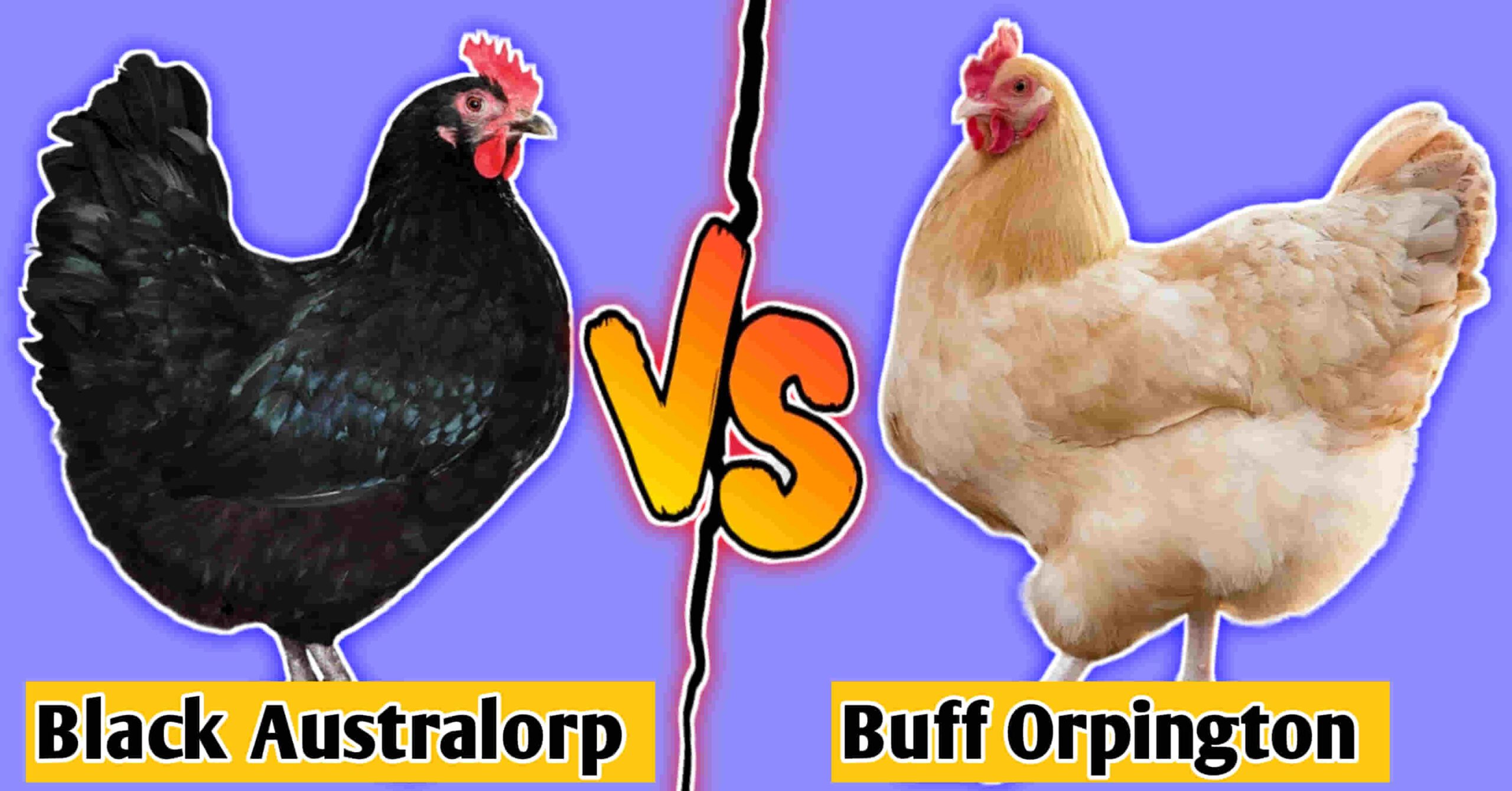 black australorp vs buff orpington
