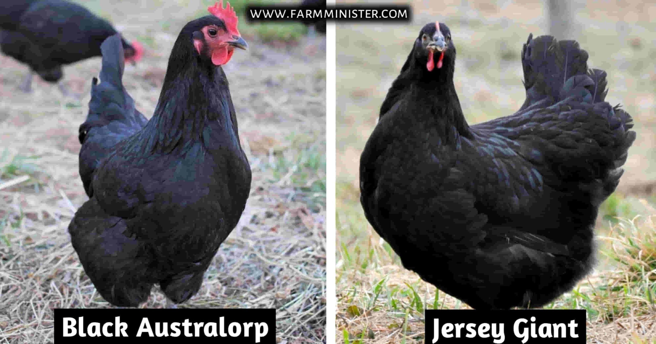 black australorp vs jersey giant