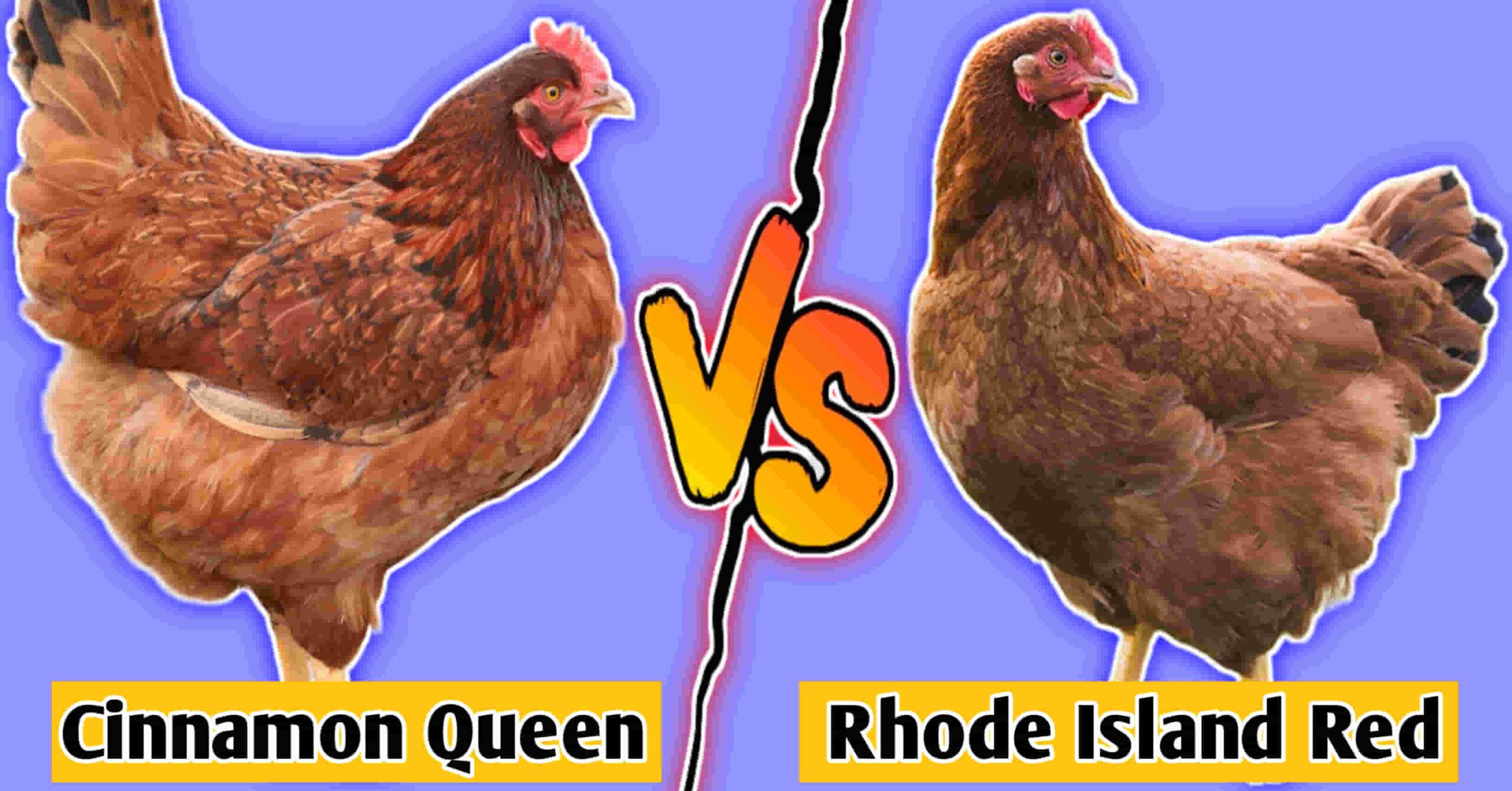 cinnamon queen vs rhode island red