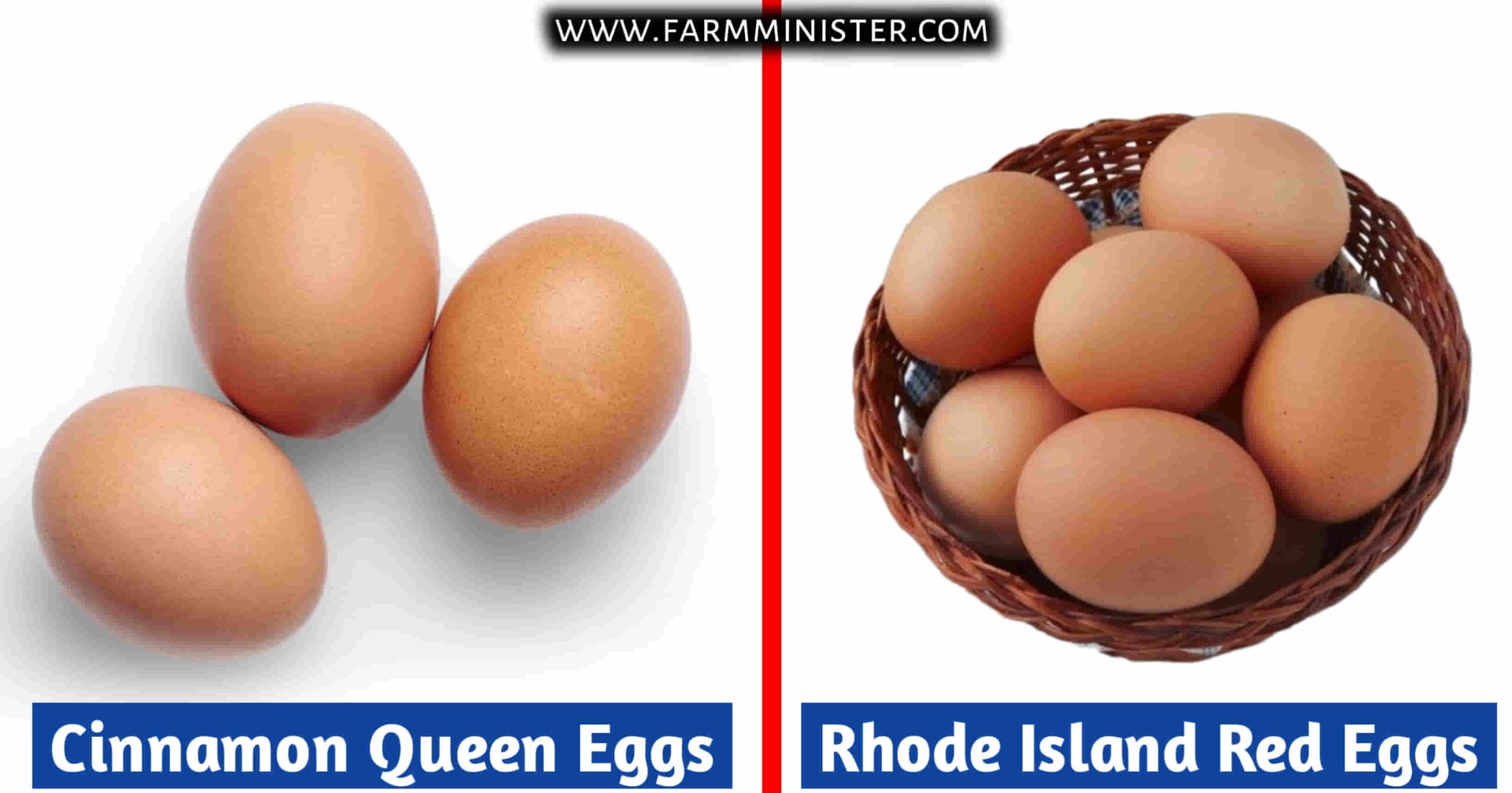 cinnamon queen vs rhode island red eggs