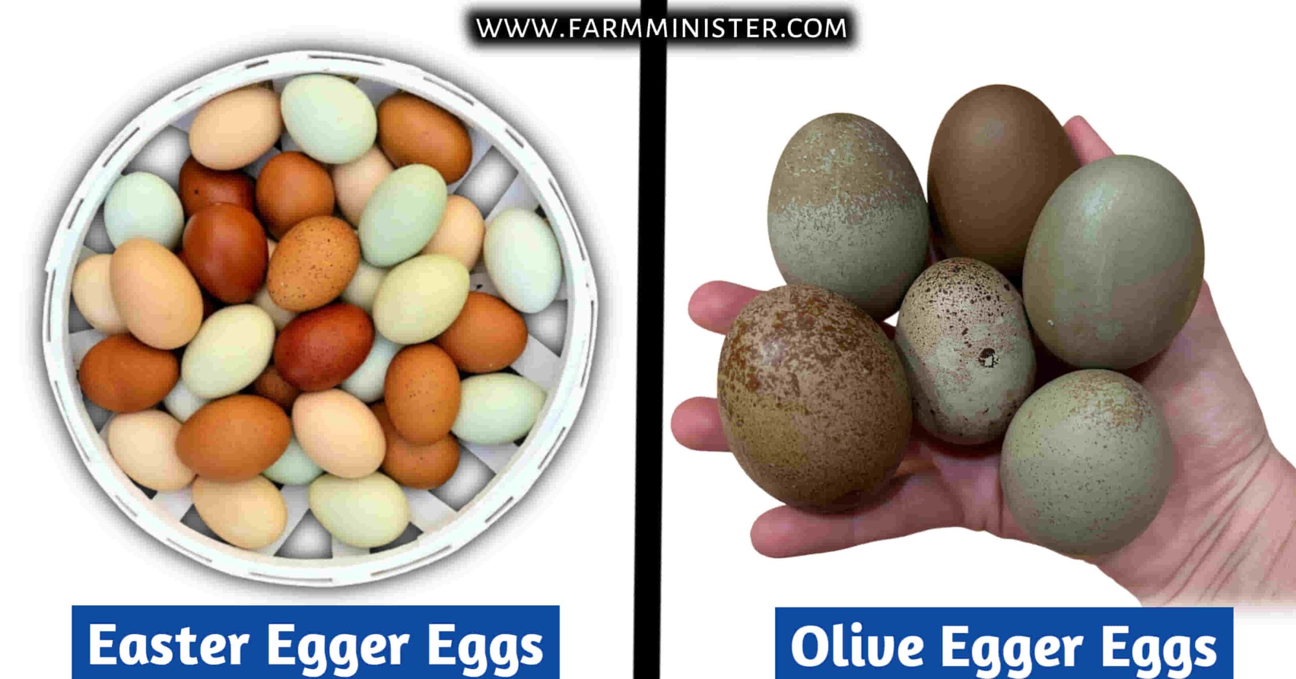 easter egger vs olive egger eggs