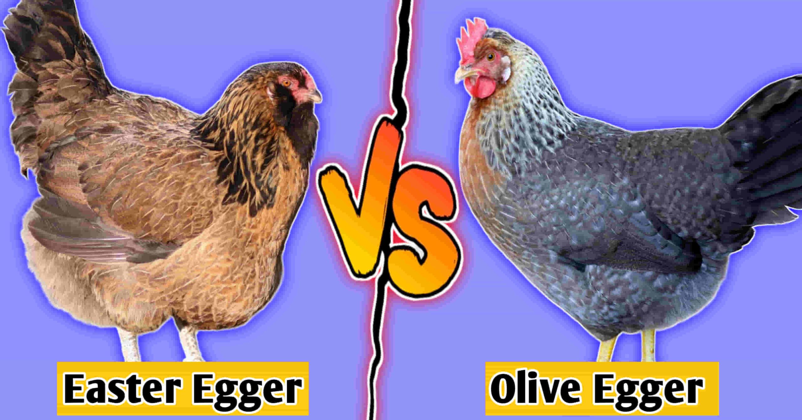 easter egger vs olive egger
